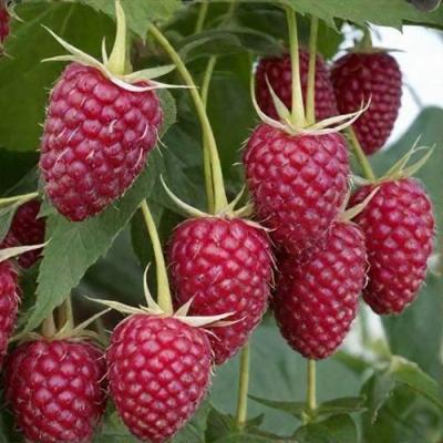 Высокая в Борисове