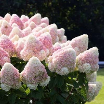 Бело-розовая в Борисове