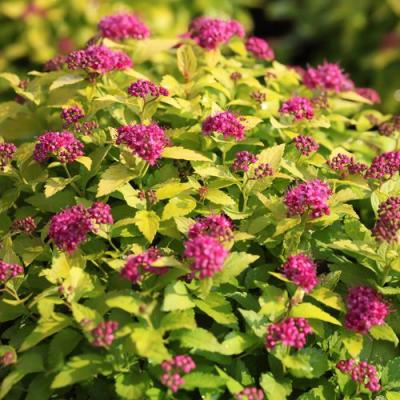 Японская в Борисове