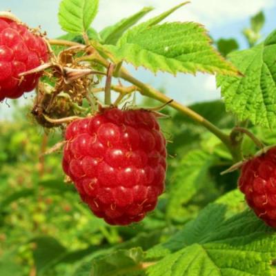 Бесшипная в Борисове