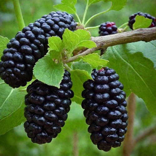 Шелковица плакучая в Борисове