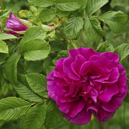 Шиповник ХАНСА в Борисове