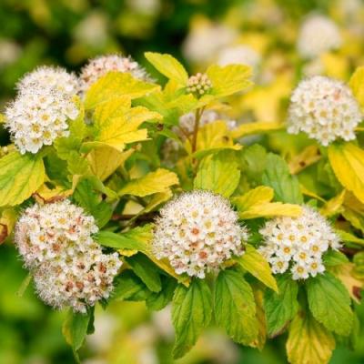 Желтый в Борисове