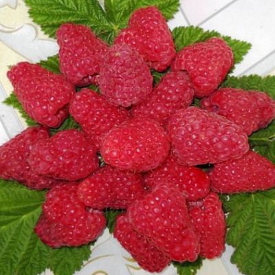 Сладкая в Борисове