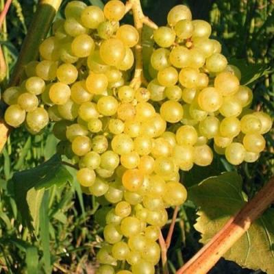 Желтый в Борисове