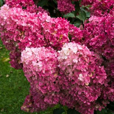 Фрайз в Борисове