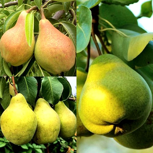 Комплект НАСТОЯЩИЙ ВОСТОРГ в Борисове