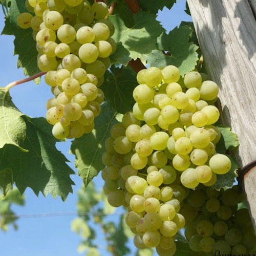 виноград Солярис