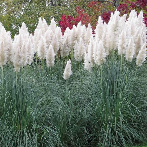Кортадерия белая (пампасная трава) в Борисове