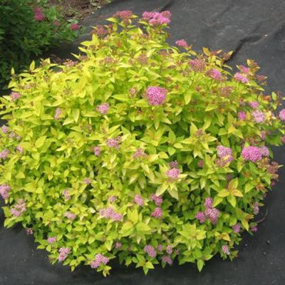 Голден в Борисове