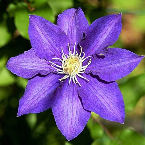 Клематис ЗЕ ПРЕЗИДЕНТ в Борисове