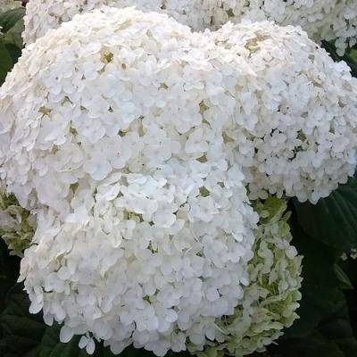 Белая в Борисове