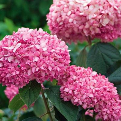 Розовая в Борисове