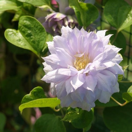 Клематис БЕЛЬ ОФ ВОРКИНГ в Борисове