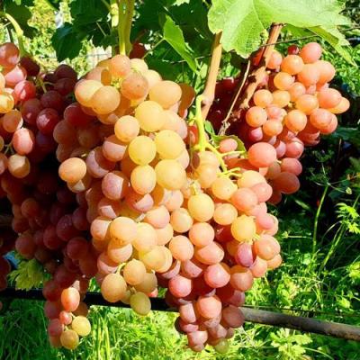 Сладкий в Борисове