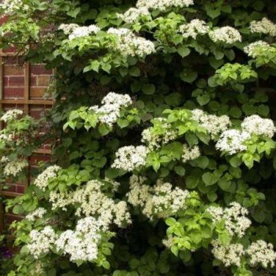 Черешковая в Борисове