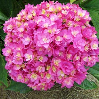 Ремонтантная в Борисове