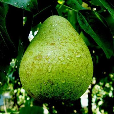 Зеленая в Борисове