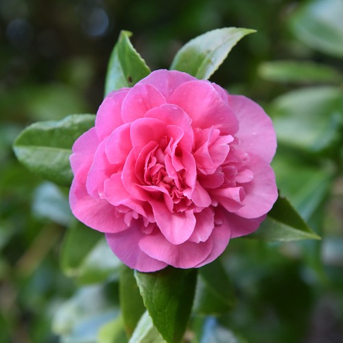 Камелия ДЕББИ в Борисове