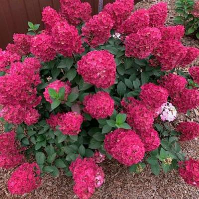 Красная в Борисове