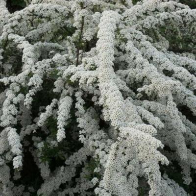 Серая в Борисове