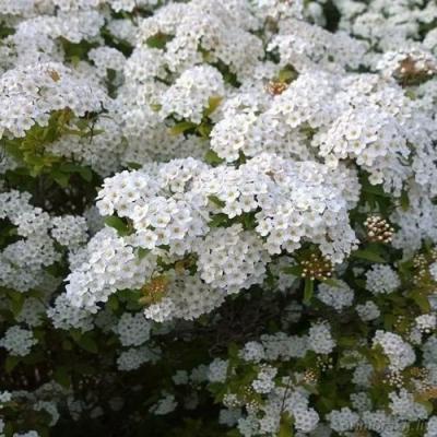 Белая в Борисове