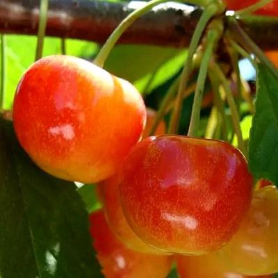 Черешня в Борисове