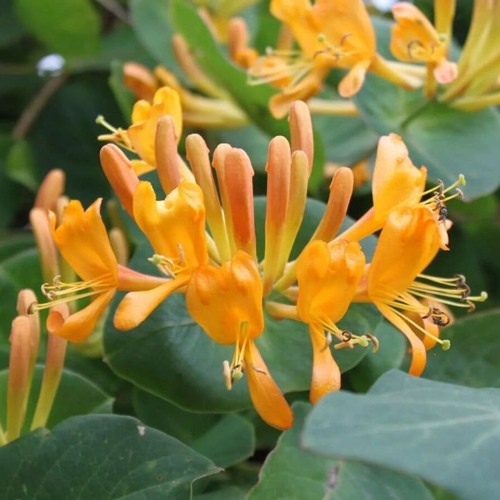 Жимолость ТЕЛЬМАНА в Борисове