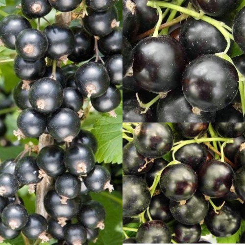 Комплект ЧЕРНАЯ СИЛА в Борисове