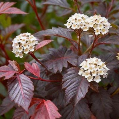 Бордовый в Борисове