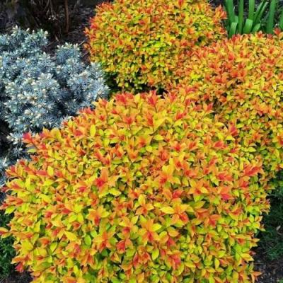 Низкорослая в Борисове