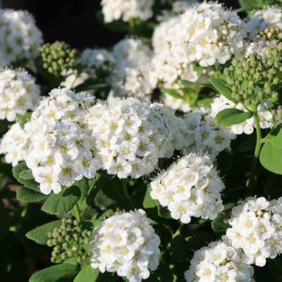 Березолистная в Борисове