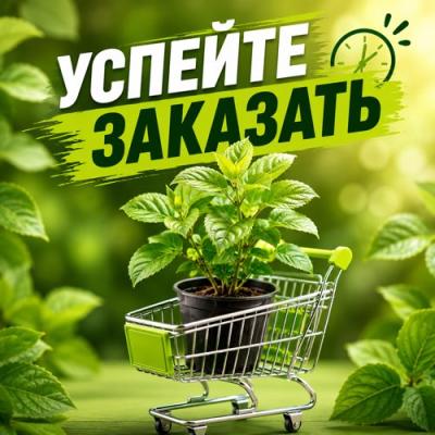 УСПЕЙТЕ ЗАКАЗАТЬ в Борисове