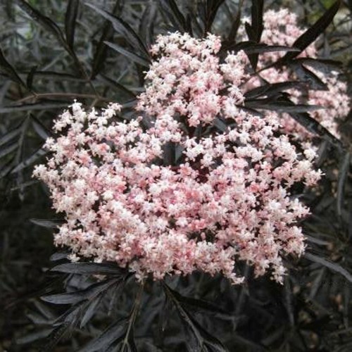 Бузина черная БЛЭК ЛЕЙС ЕВА в Борисове