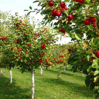 Плодовые деревья в Борисове