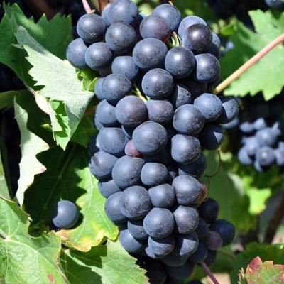 Круглый в Борисове