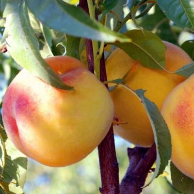 Колонновидные персики в Борисове