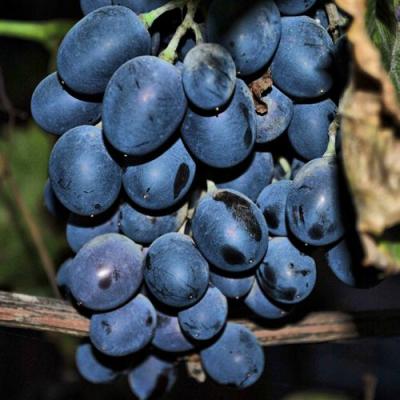 Синий в Борисове