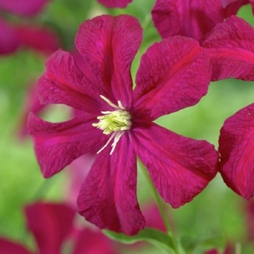 Клематис МАДАМ ДЖУЛИЯ КОРРЕВОН в Борисове