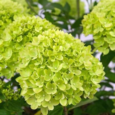 Зеленая в Борисове