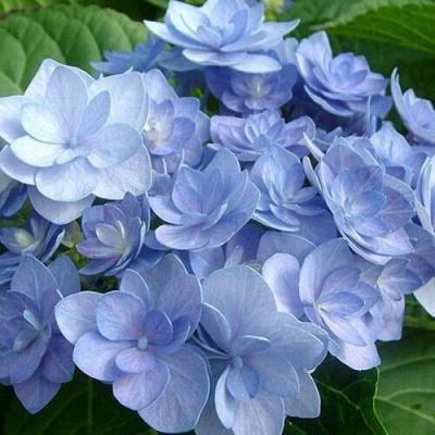 Голубая в Борисове