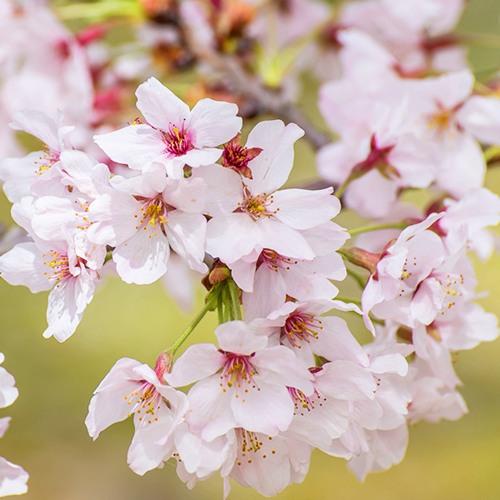 Сакура КОЙО НО МАЙ в Борисове