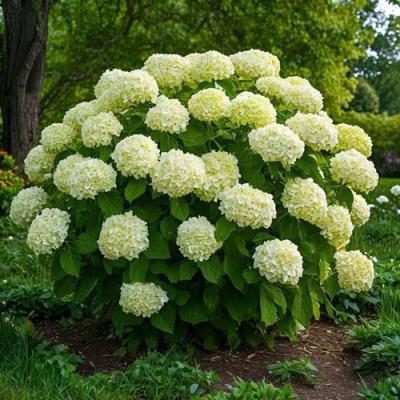 Большие (высокие) в Борисове