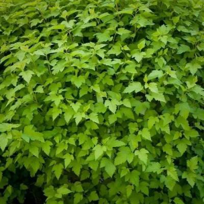 Зеленый в Борисове