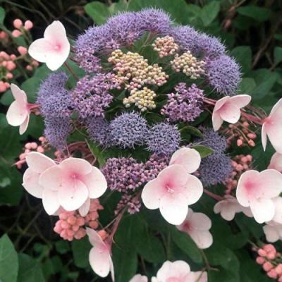 Шершавая в Борисове