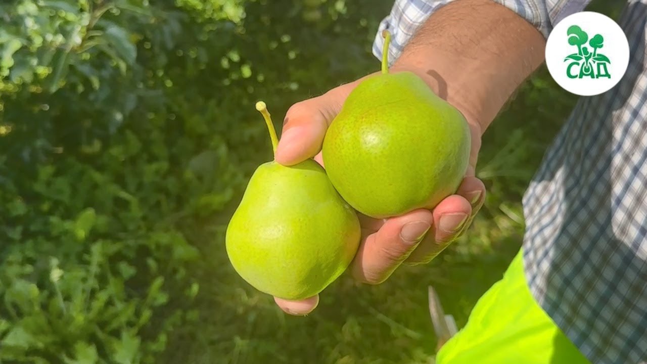 Превью видео
