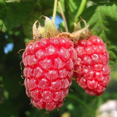 Крупная в Борисове