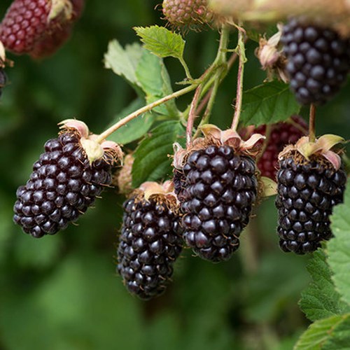 Ежемалина БОЙСЕНБЕРРИ в Борисове