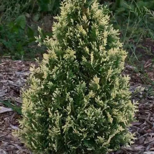 Туя БРАБАНТ ВАРИЕГАТТА западная в Борисове