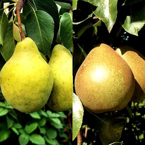 Комплект ДУЭТ в Борисове